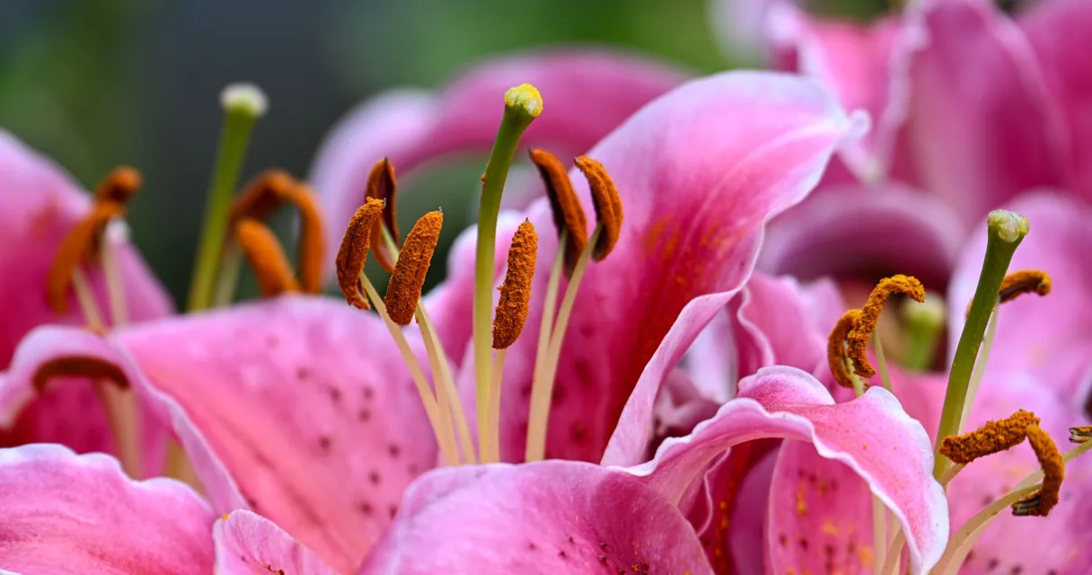 Flor de lírio cor-de-rosa em close, ilustrando como cuidar de lírios