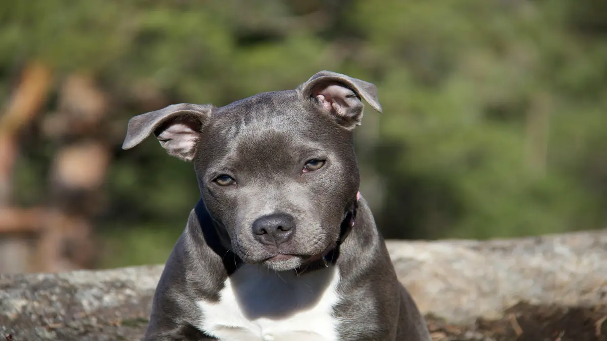 Criatório American Staffordshire Terrier